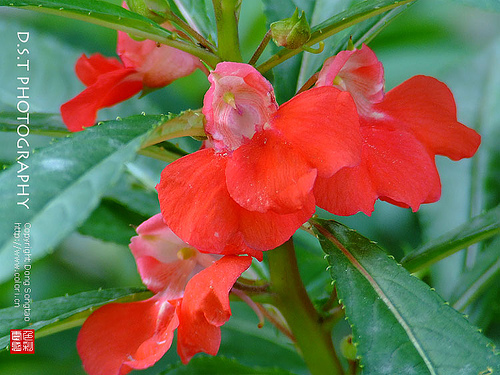 گل امپیشن بالزامینا